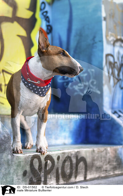 male Miniature Bullterrier / DS-01562