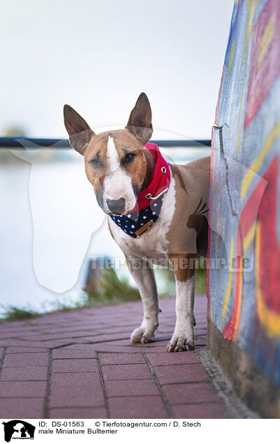 male Miniature Bullterrier / DS-01563