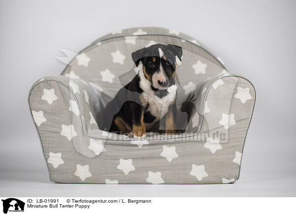 Miniature Bull Terrier Puppy / LB-01991