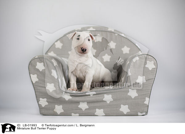 Miniature Bull Terrier Puppy / LB-01993