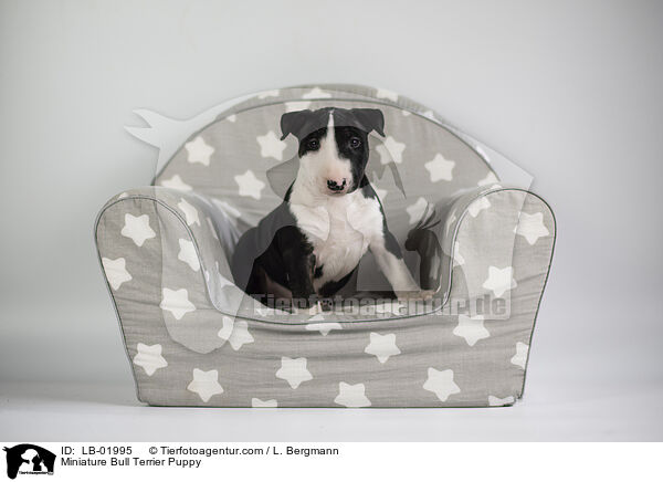 Miniature Bull Terrier Puppy / LB-01995