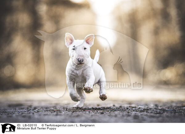 Miniature Bull Terrier Puppy / LB-02010