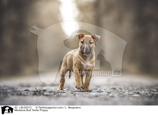 Miniature Bull Terrier Puppy / LB-02013