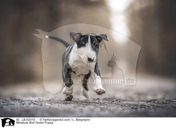 Miniature Bull Terrier Puppy / LB-02015