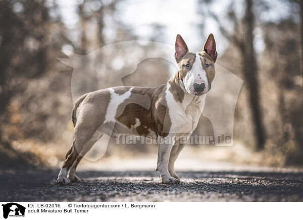 adult Miniature Bull Terrier / LB-02016
