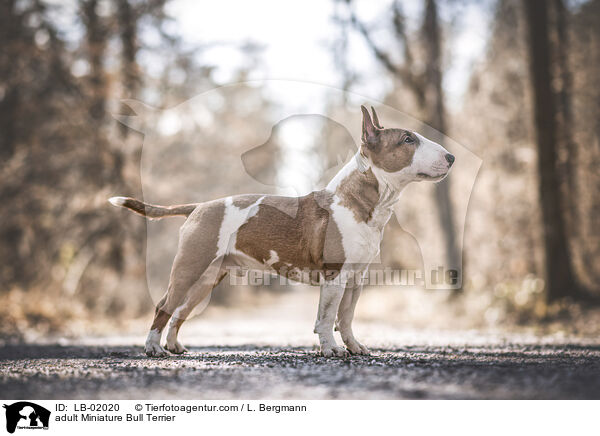erwachsener Miniature Bullterrier / adult Miniature Bull Terrier / LB-02020