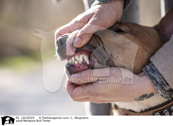 erwachsener Miniature Bullterrier / adult Miniature Bull Terrier / LB-02023