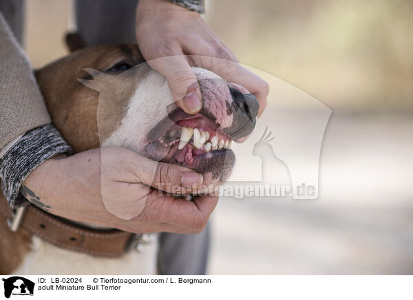 erwachsener Miniature Bullterrier / adult Miniature Bull Terrier / LB-02024
