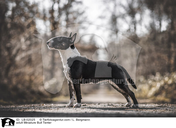erwachsener Miniature Bullterrier / adult Miniature Bull Terrier / LB-02025