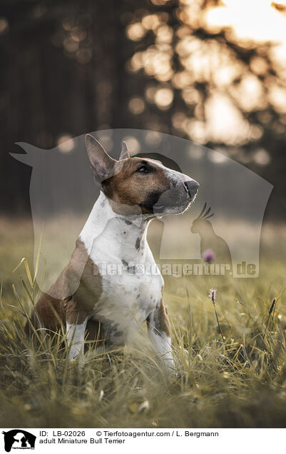erwachsener Miniature Bullterrier / adult Miniature Bull Terrier / LB-02026