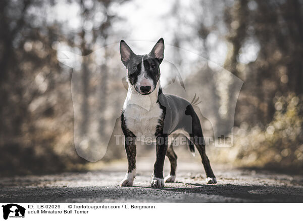 adult Miniature Bull Terrier / LB-02029