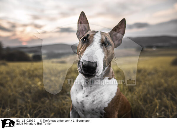 erwachsener Miniature Bullterrier / adult Miniature Bull Terrier / LB-02036