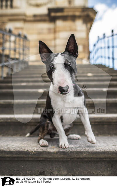 erwachsener Miniature Bullterrier / adult Miniature Bull Terrier / LB-02060