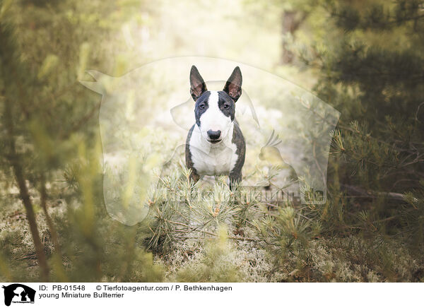 young Miniature Bullterrier / PB-01548