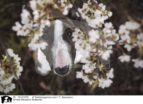 female Miniature Bullterrier / TS-01576