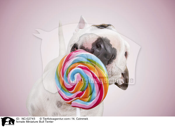female Miniature Bull Terrier / NC-02745