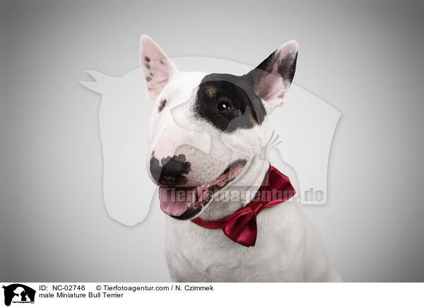 Miniature Bull Terrier Rde / male Miniature Bull Terrier / NC-02746