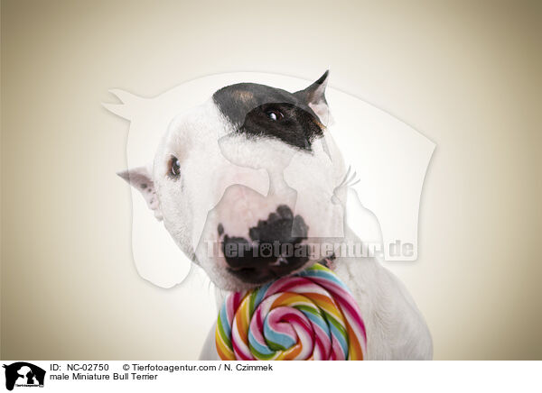 Miniature Bull Terrier Rde / male Miniature Bull Terrier / NC-02750