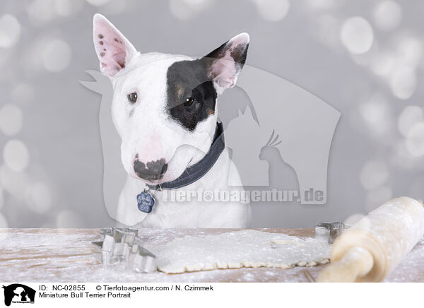 Miniature Bull Terrier Portrait / NC-02855