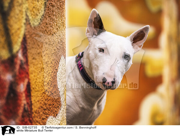 white Miniature Bull Terrier / SIB-02735