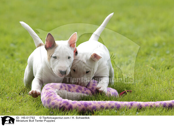 Miniature Bull Terrier Puppies / HS-01792