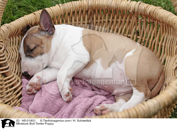 Miniature Bull Terrier Puppy / HS-01801
