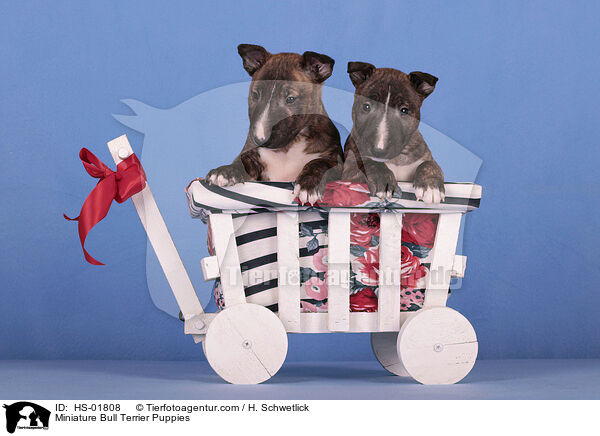 Miniatur Bullterrier Welpen / Miniature Bull Terrier Puppies / HS-01808