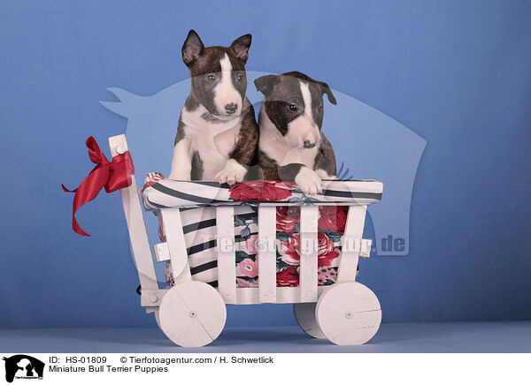 Miniature Bull Terrier Puppies / HS-01809