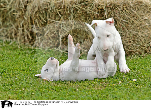 Miniature Bull Terrier Puppies / HS-01817