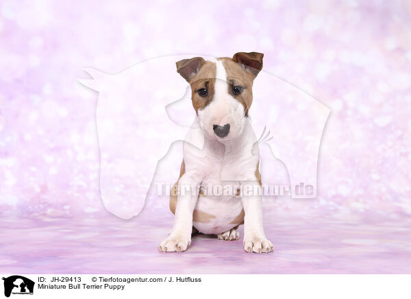 Miniature Bull Terrier Puppy / JH-29413