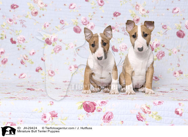 Miniature Bull Terrier Puppies / JH-29424