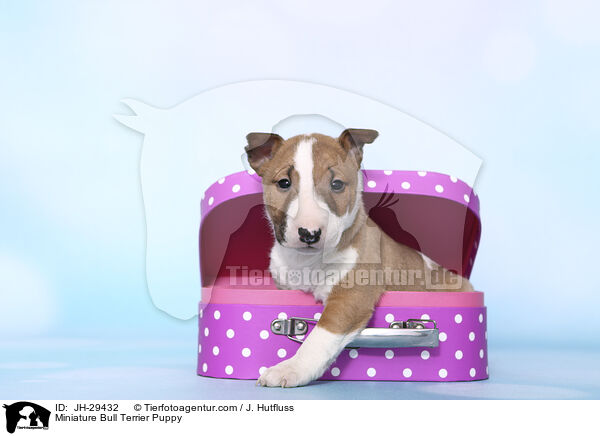 Miniature Bullterrier Welpe / Miniature Bull Terrier Puppy / JH-29432