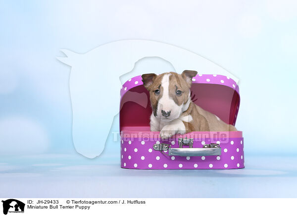 Miniature Bullterrier Welpe / Miniature Bull Terrier Puppy / JH-29433