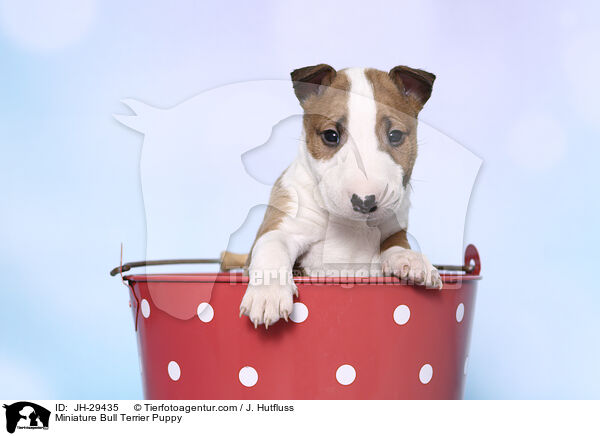 Miniature Bullterrier Welpe / Miniature Bull Terrier Puppy / JH-29435