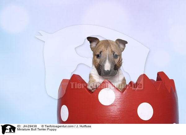 Miniature Bullterrier Welpe / Miniature Bull Terrier Puppy / JH-29438