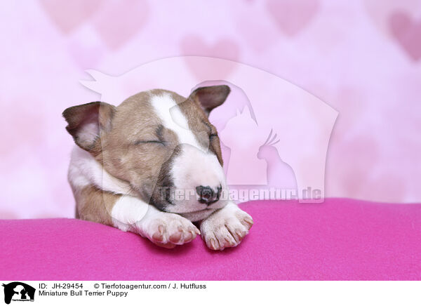 Miniature Bull Terrier Puppy / JH-29454
