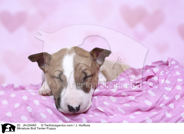 Miniature Bull Terrier Puppy / JH-29460