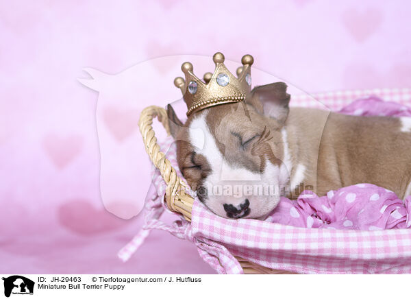 Miniature Bullterrier Welpe / Miniature Bull Terrier Puppy / JH-29463