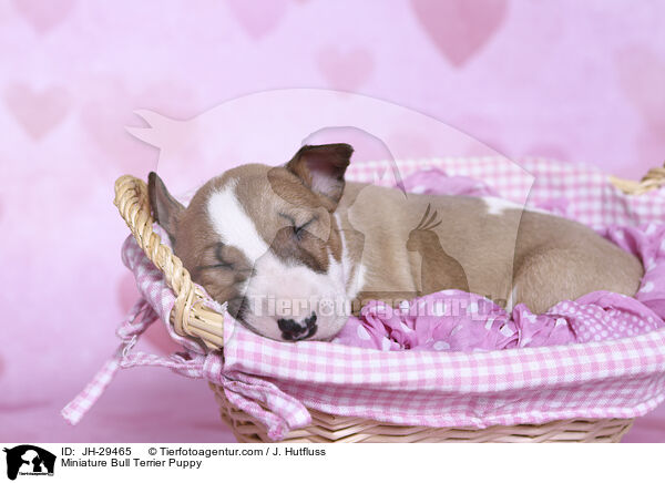 Miniature Bull Terrier Puppy / JH-29465