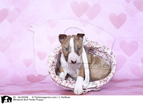 Miniature Bullterrier Welpe / Miniature Bull Terrier Puppy / JH-29466