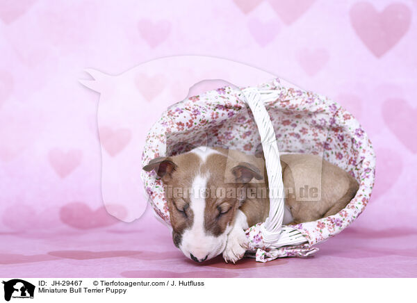 Miniature Bull Terrier Puppy / JH-29467