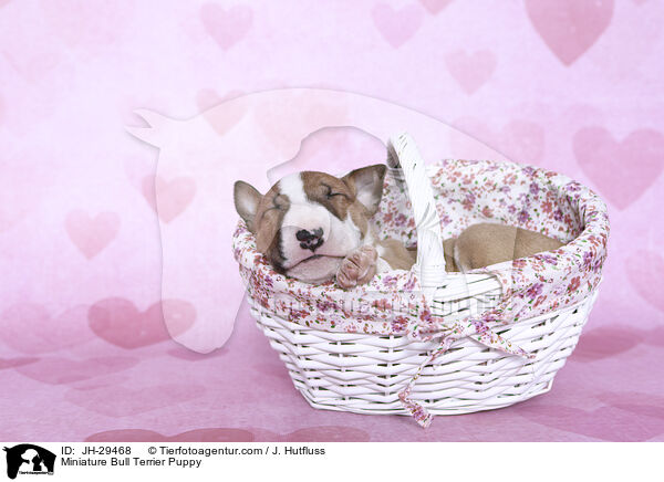 Miniature Bull Terrier Puppy / JH-29468