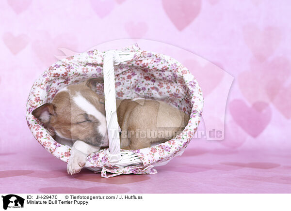 Miniature Bull Terrier Puppy / JH-29470