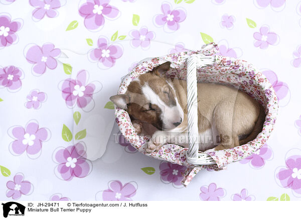 Miniature Bull Terrier Puppy / JH-29471