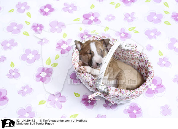 Miniature Bull Terrier Puppy / JH-29472