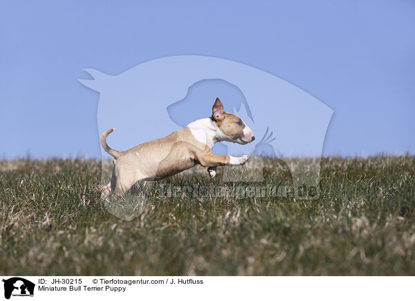Miniature Bullterrier Welpe / Miniature Bull Terrier Puppy / JH-30215