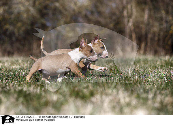 Miniature Bull Terrier Puppies / JH-30233