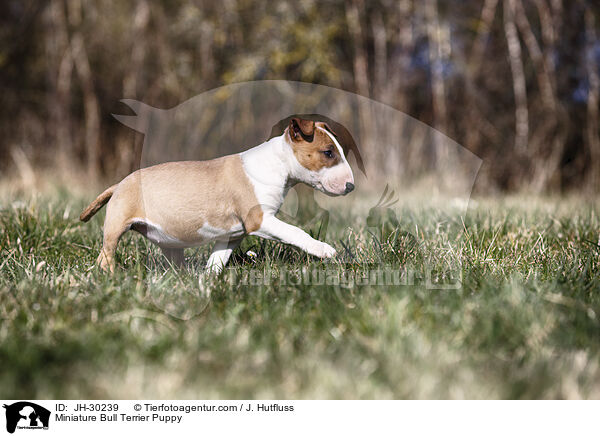 Miniature Bullterrier Welpe / Miniature Bull Terrier Puppy / JH-30239