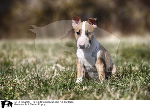 Miniature Bull Terrier Puppy / JH-30266