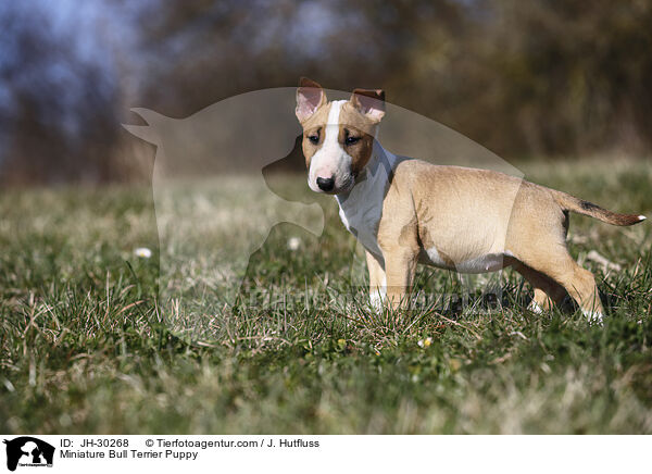 Miniature Bull Terrier Puppy / JH-30268